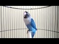 Suara burung Lovebird Mecari kawan di iringi ngekek cocok untuk terapi Lobet agar bunyi