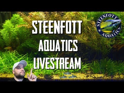 cichlid aquarium plants Monday Night Live - NEW TIME 6pm pst Part 1