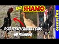 SHAMO gallo - Historia y Caracteristicas 🤠👍💖💖💖💖💖🐥💛✔2022