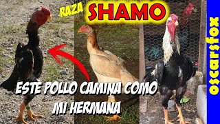 SHAMO gallo - Historia y Caracteristicas 🤠👍💖💖💖💖💖🐥💛✔2022