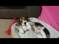 Beagle puppy waking up