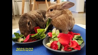 2025 02 22 Truffle & Pollen's Birthday!