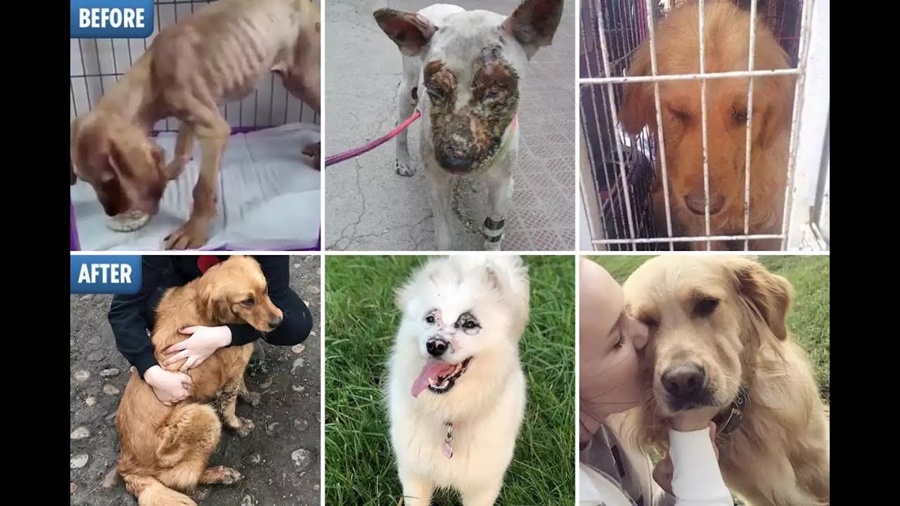 Rushton Dog Rescue Before and After YouTube