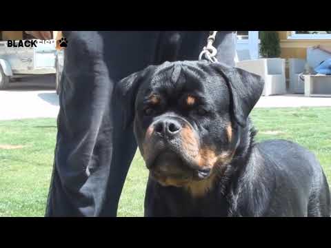 Rottweiler treino de ataque