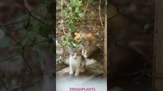 قطط كيوت مسلية  تخرج من السياج @zenahplants #shortsvideo #nature #kitten #قطط_صغيرة