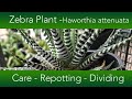 How to grow the zebra plant succulent  haworthia attenuata varieties and propagation