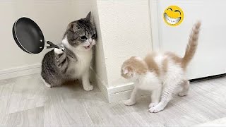 MustSee Funny Moments with Cats & Dogs #19