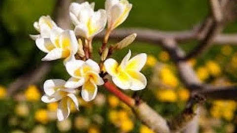 {سورة ٌمن القرآنِ ثلاثونَ آية شَفعَت لرجلٍ حتى غُفِر لهُ} سورة الملك \وديع اليمني