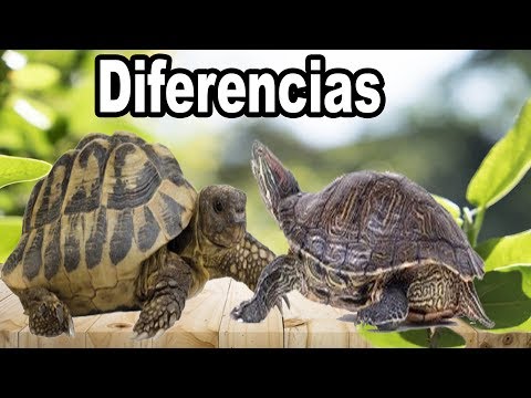 Diferencias Entre Tortugas De Agua Dulce Y Tortugas De Tierra hqdefault
