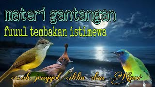 Materi gantangan tembakan mewah❗ cucak jenggot cililin dan Kinoi 🔥