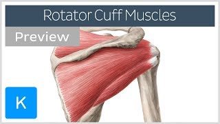 Rotator cuff muscles overview (preview) - Human Anatomy | Kenhub screenshot 5