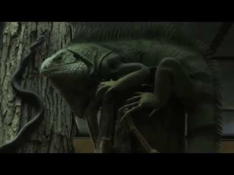 Wideo: Przewodnik dla zwiedzających Amerykańskiego Muzeum Historii Naturalnej (AMNH)