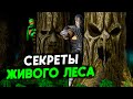 История и Секреты Живого Леса - Арены Мортал Комбат