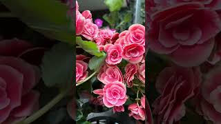 Pretty Pink Begonias at Gardens by the Bay Alpine Adventure #flowers #garden #alpineadventuregbb