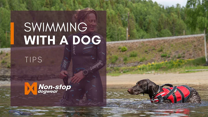 Expert tips: Swimming with a dog