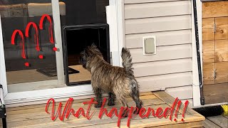 Puppy Breaks Pet Door. How did it happen?!