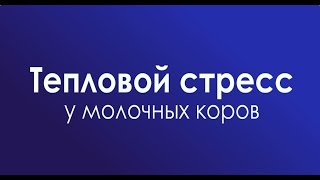 Тепловой стресс у молочных коров