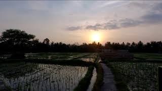 Ubud, Bali Rice Fields Timelapse