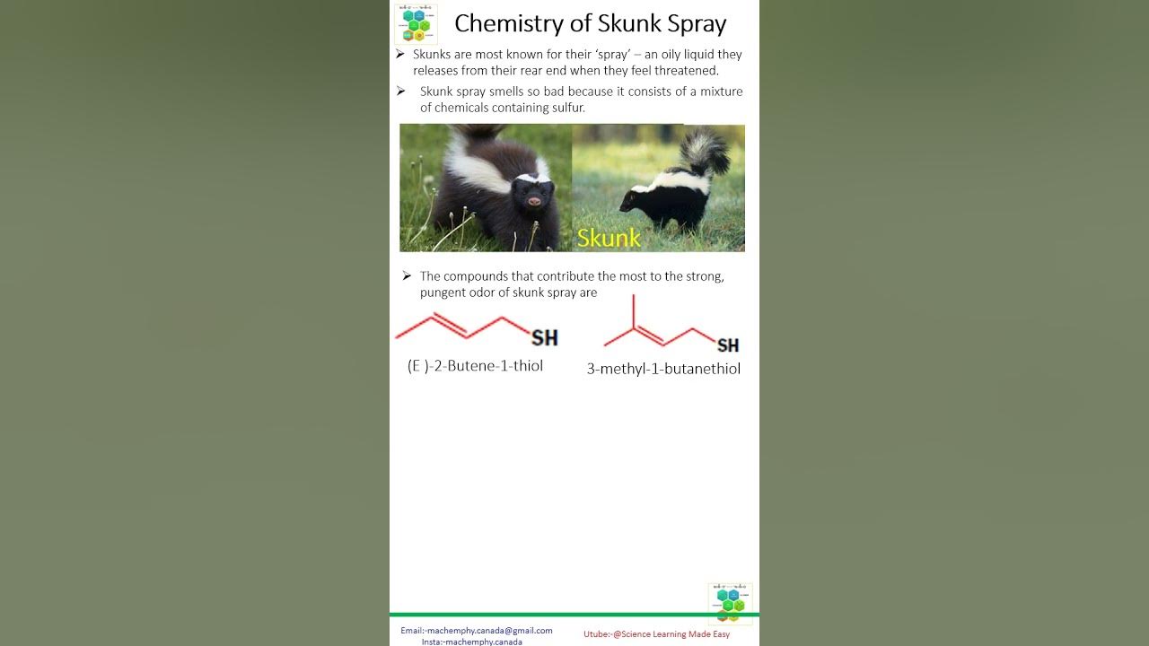 Chemistry of Skunk SprayWhy Do Skunks Smell So Bad?Home Remedy for