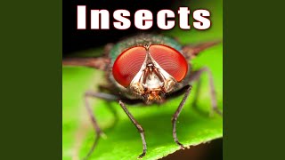 Download Lagu Large Amount of Flies Taking Flight