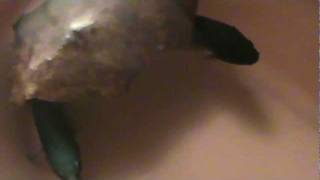 Breeding My Crowntail Plakat And My Female Thai Betta