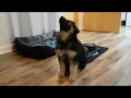 German Shepherd Puppy's First Day Home