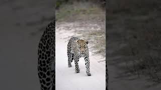 An Exceptional Close-Up Leopard Encounter!