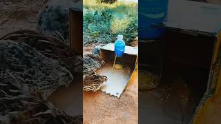 🔥The Smart Bird Trap Challenge! 🐦😱 #Shorts #Viral