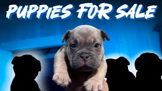6 Week Old Micro Bully Puppies For Sale at Great Prices