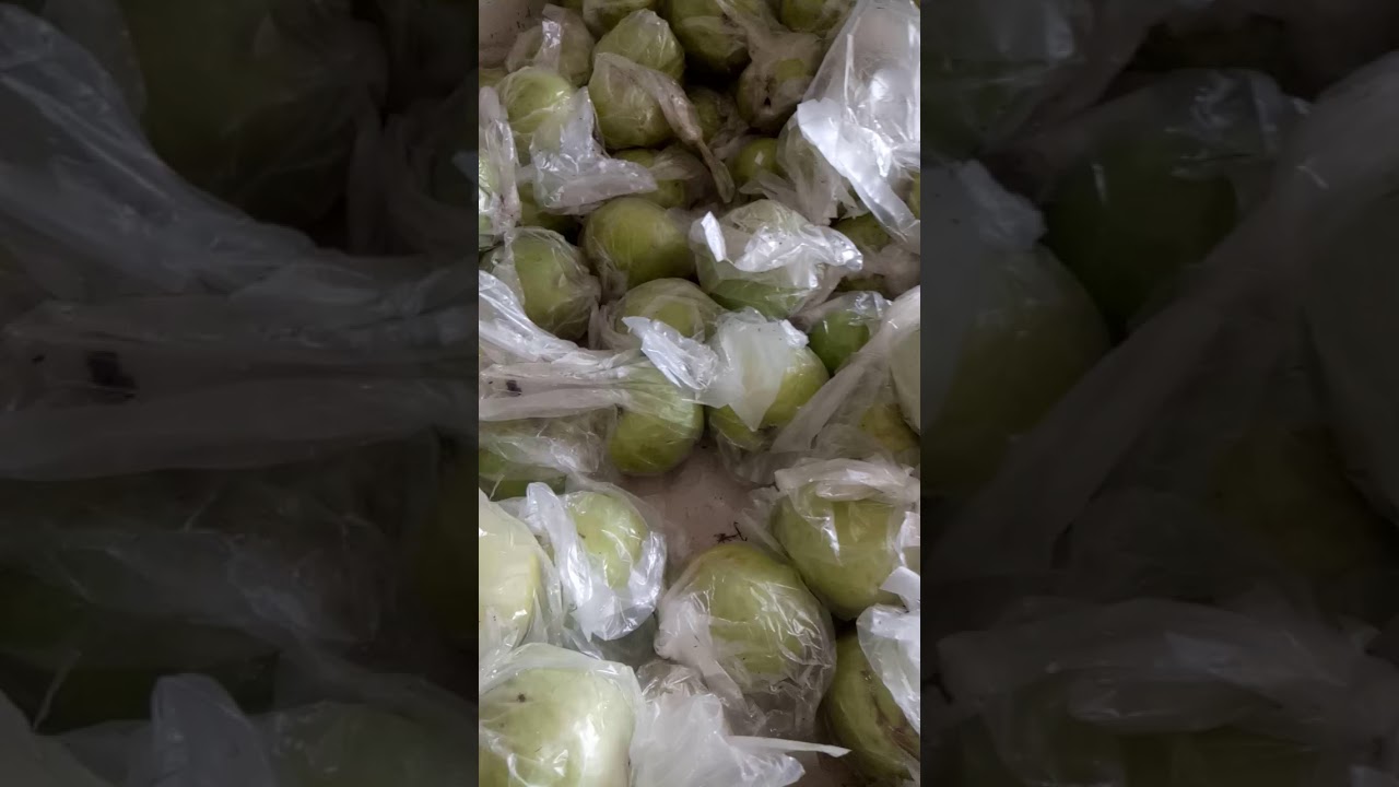 Jambu kristal 