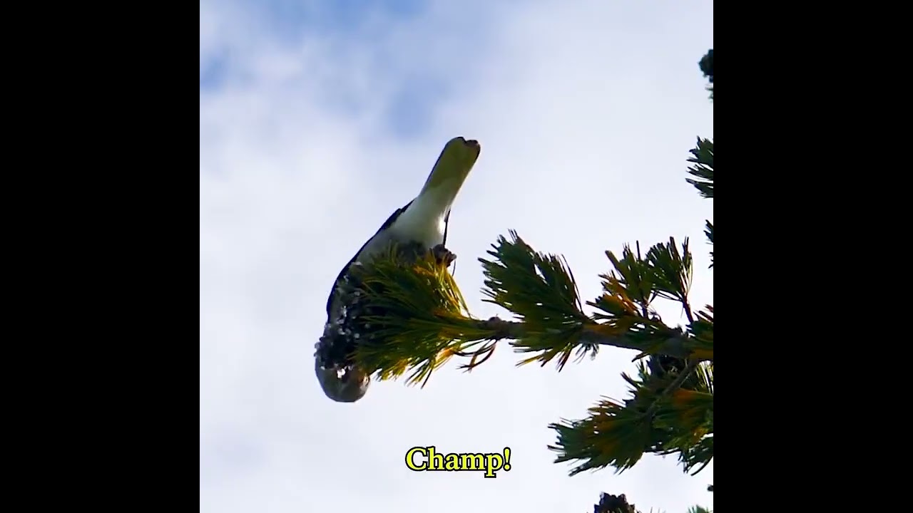 Keep Wildlife Wild 2025