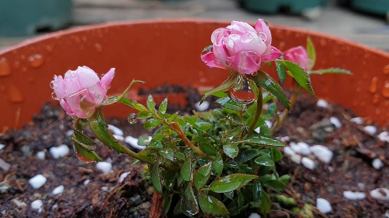 Transplanting Roses | Repotting A Miniature Rose That I Bought