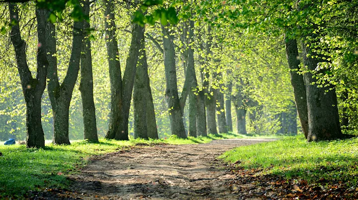 Relaxing Music with Birds Singing   Beautiful Piano Music & Guitar Music by Soothing Relaxation