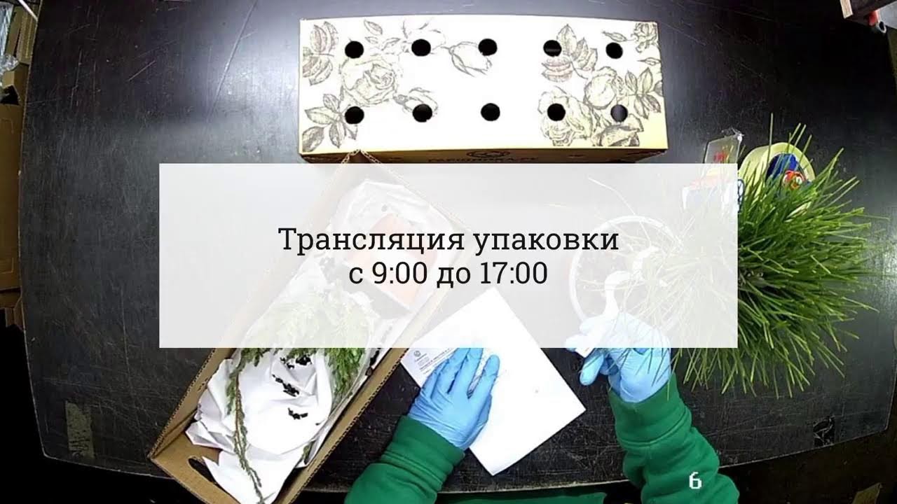 Прямая трансляция Гаршинка.ру Интернет-магазин садовых саженцев - YouTube