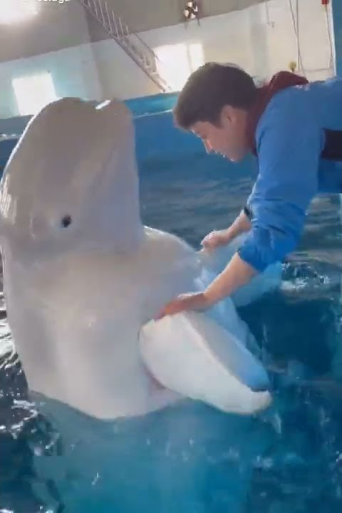dolphin kiss