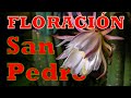 Floración San Pedro (Timelapse)