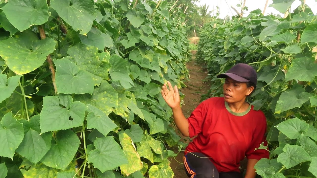 PANEN MENTIMUN|| LANGSUNG DI MASAK 3 JENIS