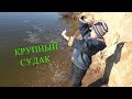 ТРОФЕЙНЫЙ СУДАК! Судак на живца! Вытащил СЫН МИША 9 ЛЕТ! Река ОКА! ВЕЧЕР КОСТЁР!