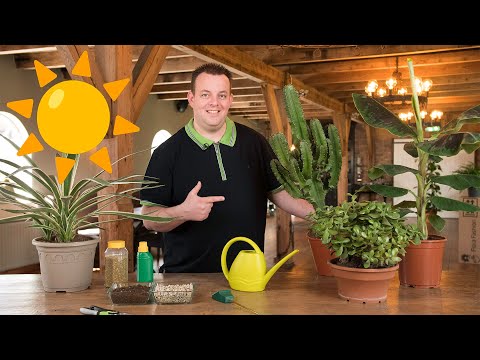 Video: Mehikasvi – mikä kasvi tämä on? kotimehikasveja