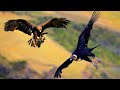 AGUILA REAL vs CONDOR ANDINO | ¿Quién Ganaría? | EPIC VERSUS 🦅