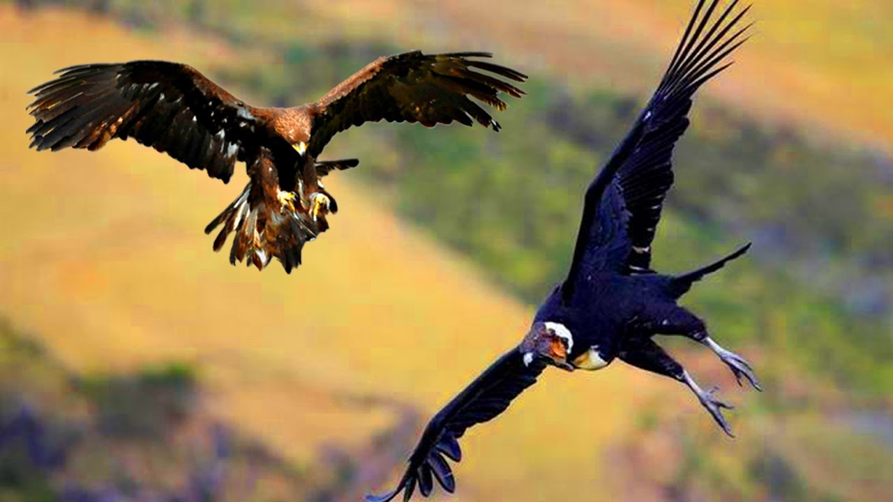 CONDOR ANDINO vs EAGLE REAL | Who would win? | EPIC VERSUS ? - YouTube