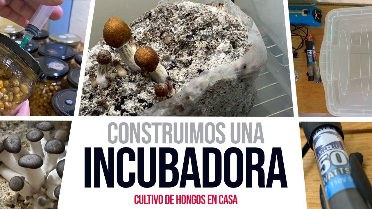 DIY - Incubadora automatizada para hongos: acelera el crecimiento y fructifica en invierno.