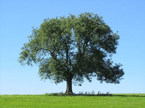 Ash Tree Identification - how to spot an Ash Tree