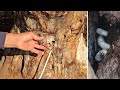 شاهد كيف استخدمت الكهربا وتخلصت من دودة المنشار داخل شجرة التين الى الابد طريقة جنونيه