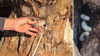 Download Lagu شاهد كيف استخدمت الكهربا وتخلصت من دودة المنشار داخل شجرة.التين الى الابد طريقة جنونيه MP3
