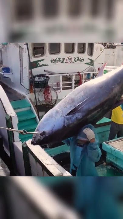 this-fish-is-most-eaten-in-the-world-shorts-youtube