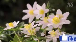 Onam Whatsapp Status malayalam | Whatsapp Status malayalam | Happy Onam screenshot 4