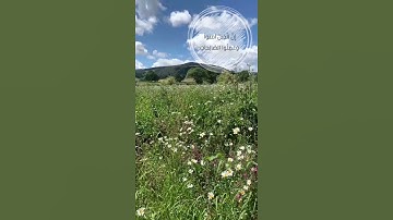 تلاوة عطرة من سورة الكهف |عبدالله بركادي