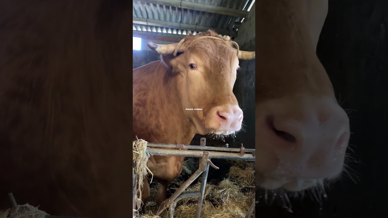 Razas de vaca mas  comunes en Galicia Rubia gallega @Galicia_canibal