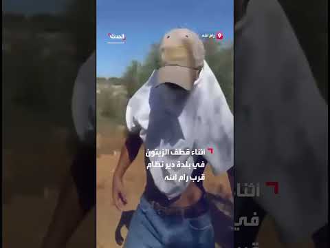 هجوم مستوطنين على عائلات فلسطينية أثناء قطف الزيتون برام الله